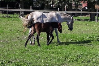 Gîte et Relais Equestre de Marie