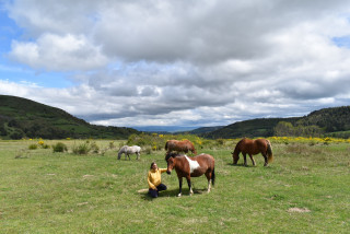 Les Charrettes de Pauline