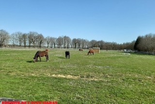 Pension De Chevaux L'Elev'Haras