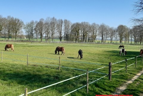 Pension De Chevaux L'Elev'Haras