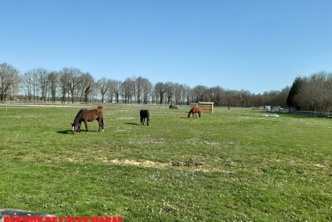 Pension De Chevaux L'Elev'Haras