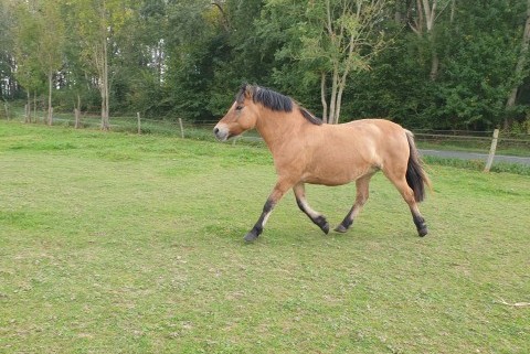 CB tourisme equestre