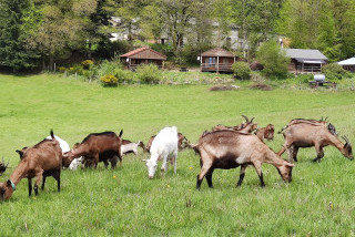 Hébergements randonnées équestres La Ferme de Vassivière Hébergements randonnées équestres La Ferme de Vassivière