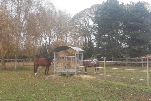 Les Chevaux de Kingston