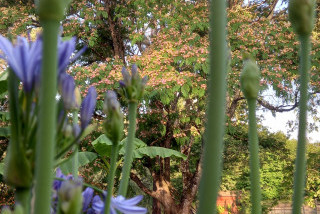 Le jardin de Myrtille