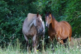 Poney Club de Sainte Eugénie