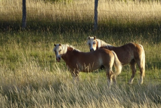 Hébergements randonnées équestres Poney Club de Sainte Eugénie Hébergements randonnées équestres Poney Club de Sainte Eugénie