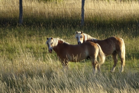 Poney Club de Sainte Eugénie