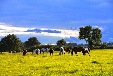 Domaine Equestre d'Ecyla