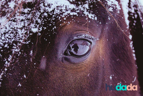 Comment se protéger en randonnée à cheval en hiver ?