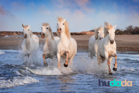 Balades et randonnées à cheval en camargue