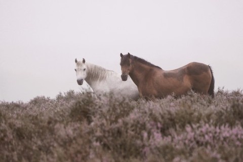 Quel type de cheval me correspond pour partir en randonnée ?