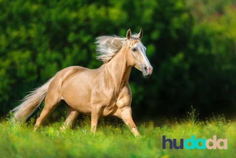Cheval palomino : origines, morphologie, caractère, et aptitudes