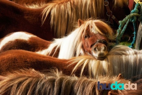 Le poney shetland : origines, particularités, caractéristiques, et aptitudes