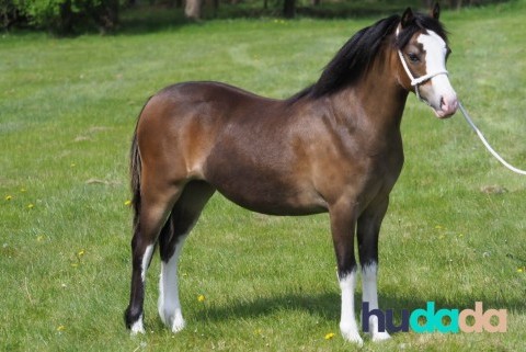 Le poney welsh : origines, particularités, caractéristiques, et aptitudes