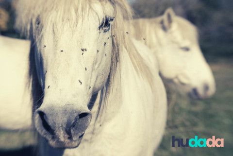 Les insectes et les chevaux : piqûres, symptômes, et protection